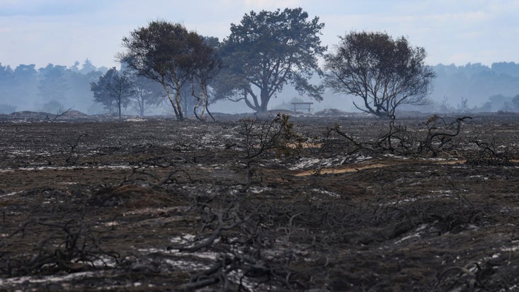 Dunwich Heath, Suffolk coast, after the fire July 2026
